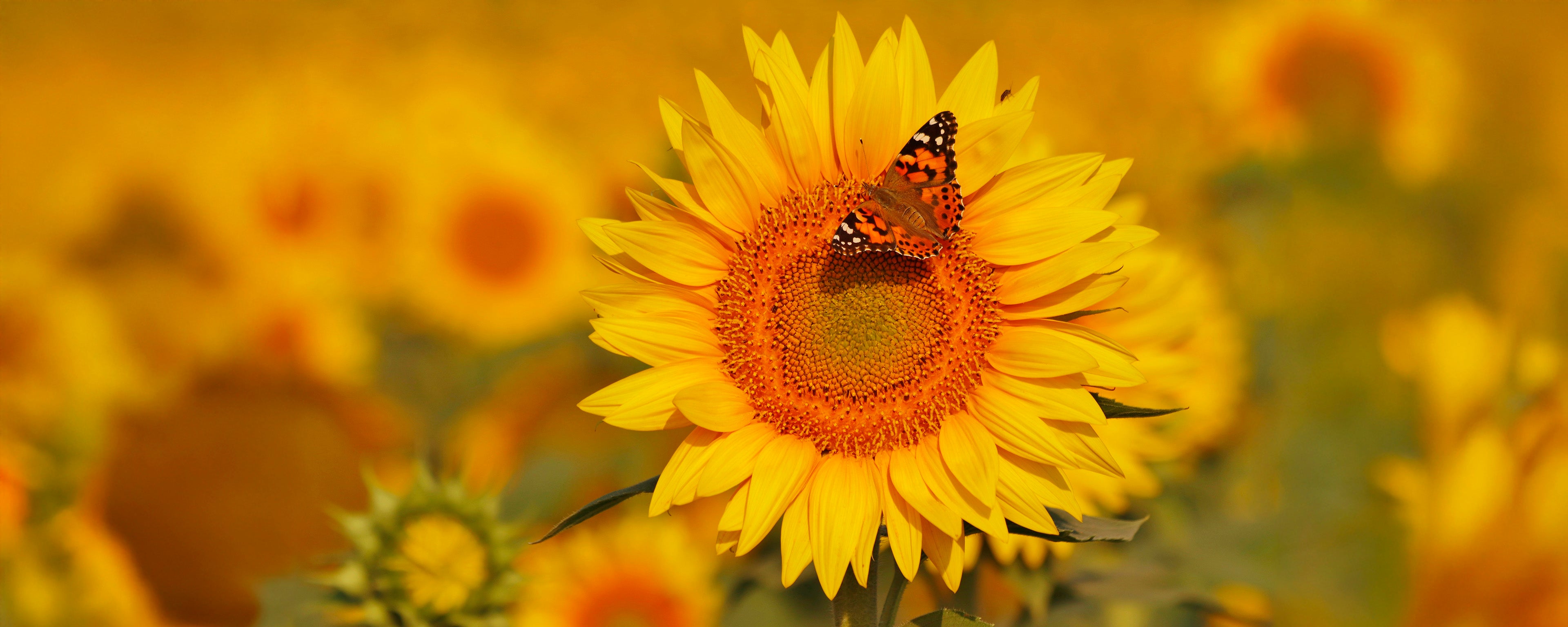 A butterfly resting on a sunflower