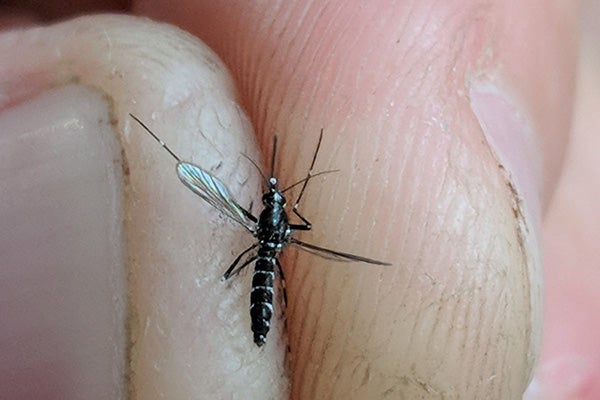 A person holds a mosquito between their fingers