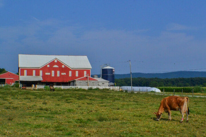 A cow grazes in a pasture in front of a barn in a rural setting