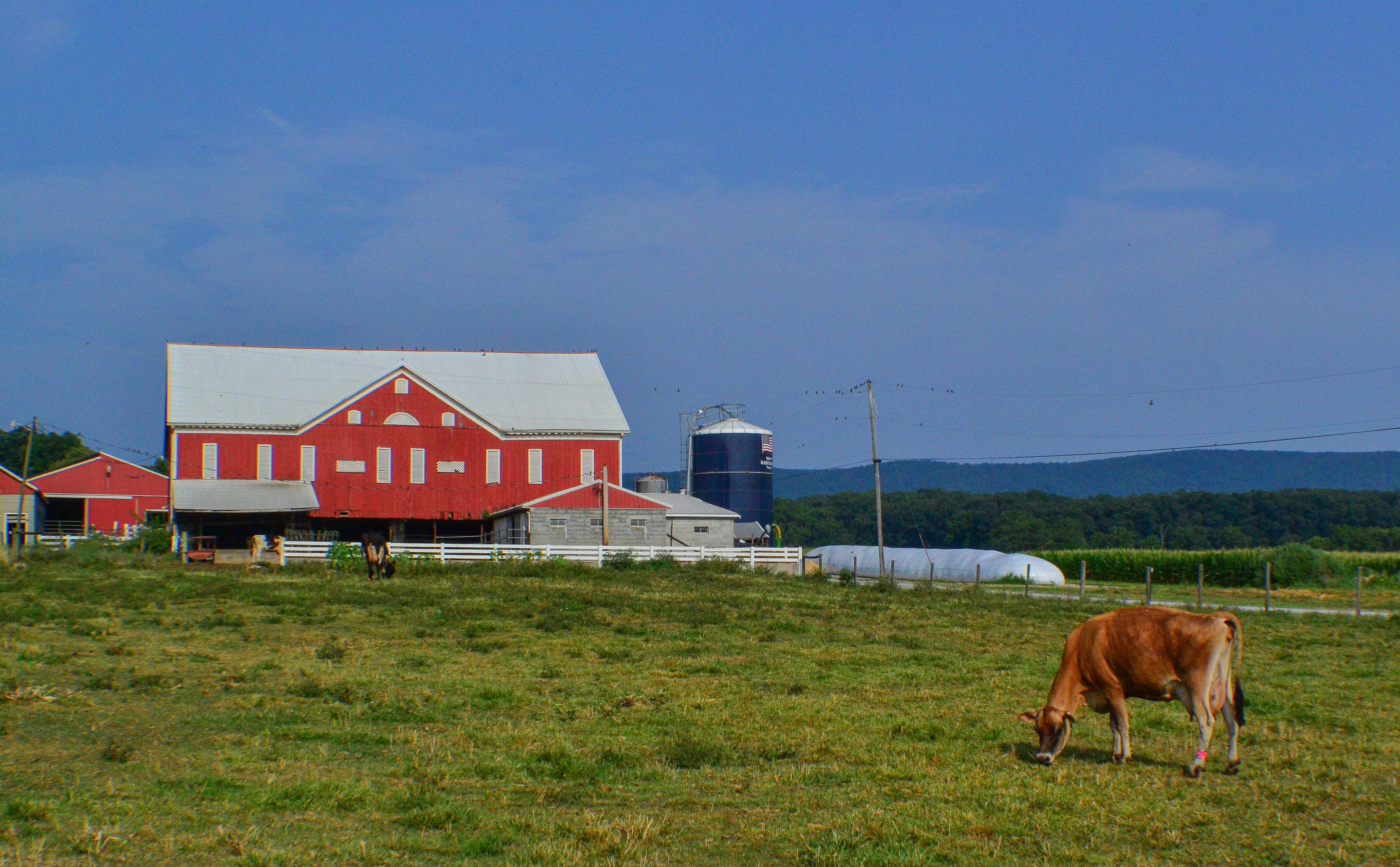 A cow grazes in a pasture in front of a barn in a rural setting
